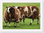 schapen006 * 1500 x 1061 * (219KB)